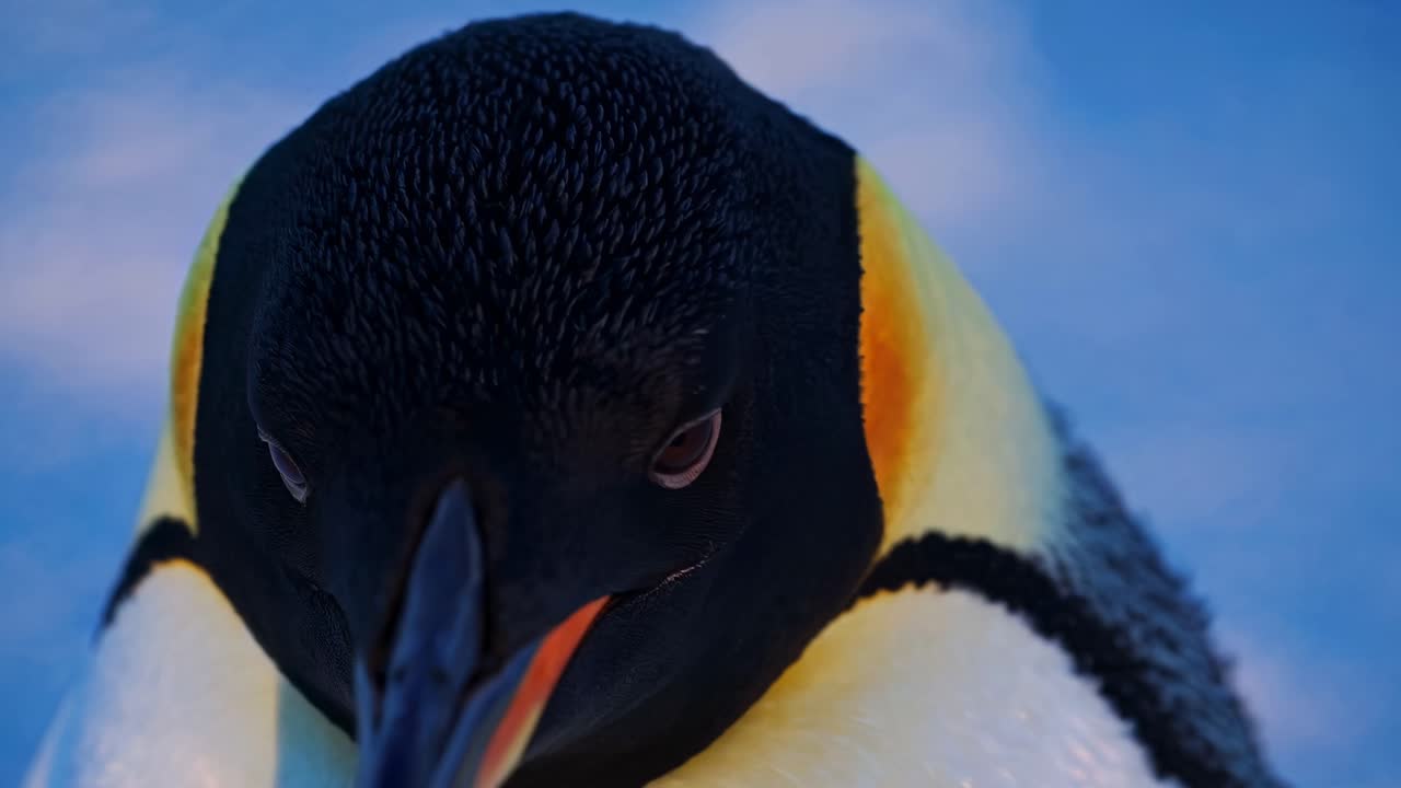 Close-up video shot of a penguin's face, capturing intricate feather details