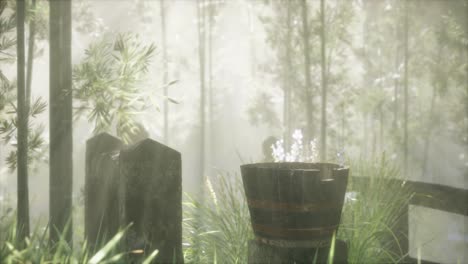 japan bamboo forest and green meadow grass with natural light