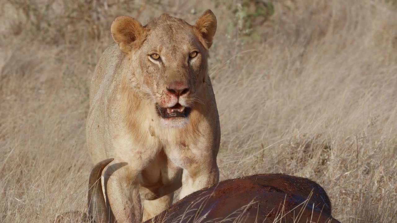 Lvice z Tsavo se krmí kořistí v Tsavo, Keňa. Detail mocného afrického predátora projevujícího přirozené lovecké chování v divoké savaně.