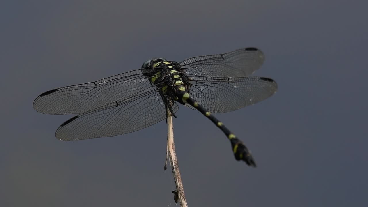 la libélula de cola de brida común se ve comúnmente en tailandia y asia