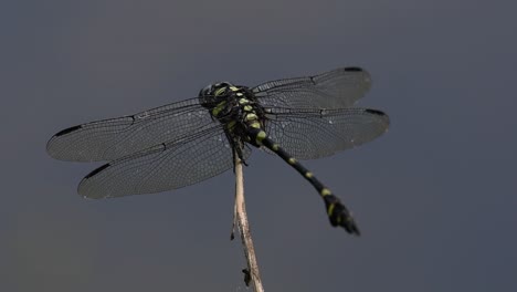 La-Libélula-De-Cola-De-Brida-Común-Se-Ve-Comúnmente-En-Tailandia-Y-Asia