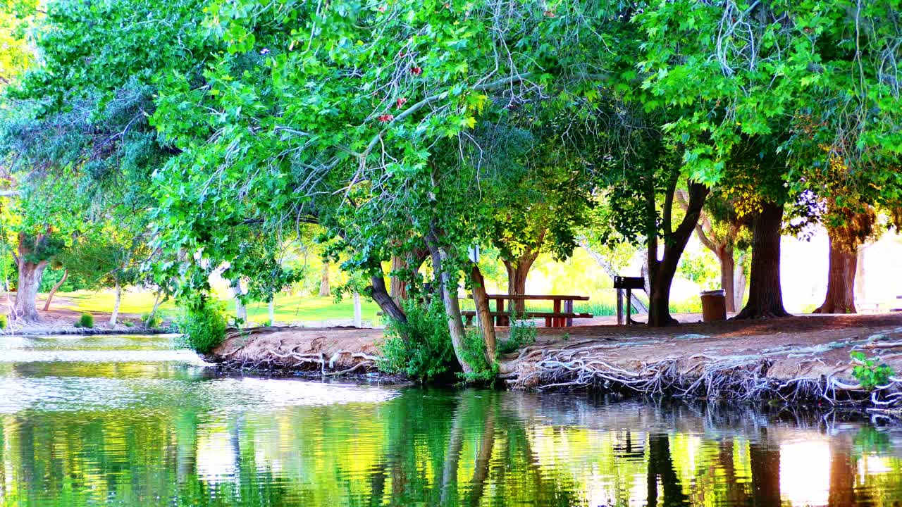 Spring pond with birds and wildlife
