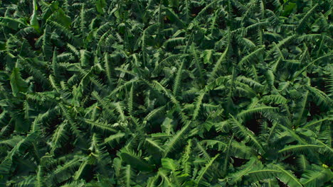 Aerial-view-of-Banana-farm-in-Nepal