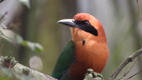 beautiful close up shot of this broad billed or russet crowned motmot bird specimen