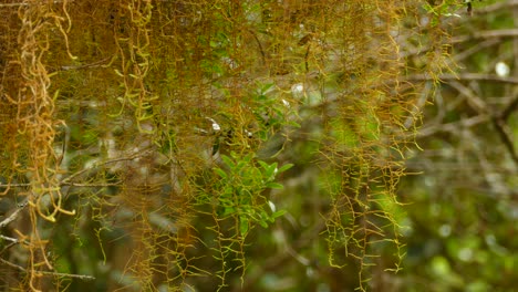 detalles de cerca de plantas de musgo colgantes en la selva tropical de costa rica - tiro estático