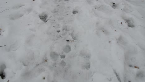 footprints stretching on a winter path