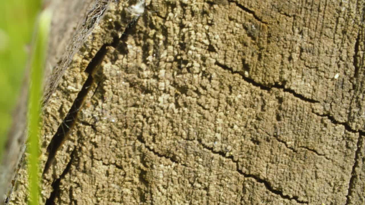 madera vieja agrietada cortada