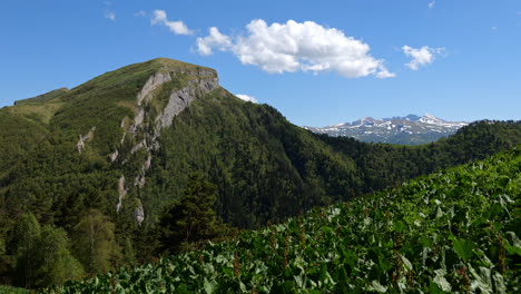 Panoramic-landscape-view-of-the-Caucasus-Mountains-valleys-and-forests,-on-a-bright-sunny-day