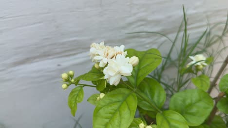 closeup of mogra flower in the garden, mogra is a type of jasmine flower, specifically jasminum sambac. it's commonly known as arabian jasmine and is highly fragrant,