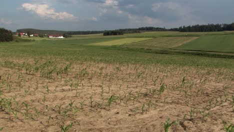 Corn-field-in-Bavaria-in-early-summer,-Germany