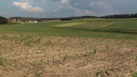 corn field in bavaria in early summer, germany