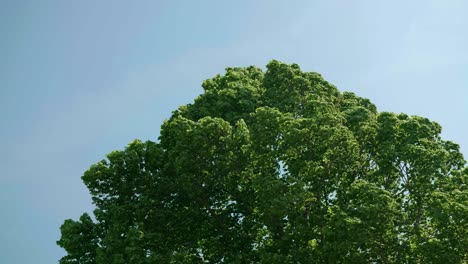 wind blows through leaves of a tree in summertime