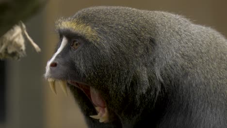 close-up portrait shot of a yawning owl-faced monkey showing its massive teeth