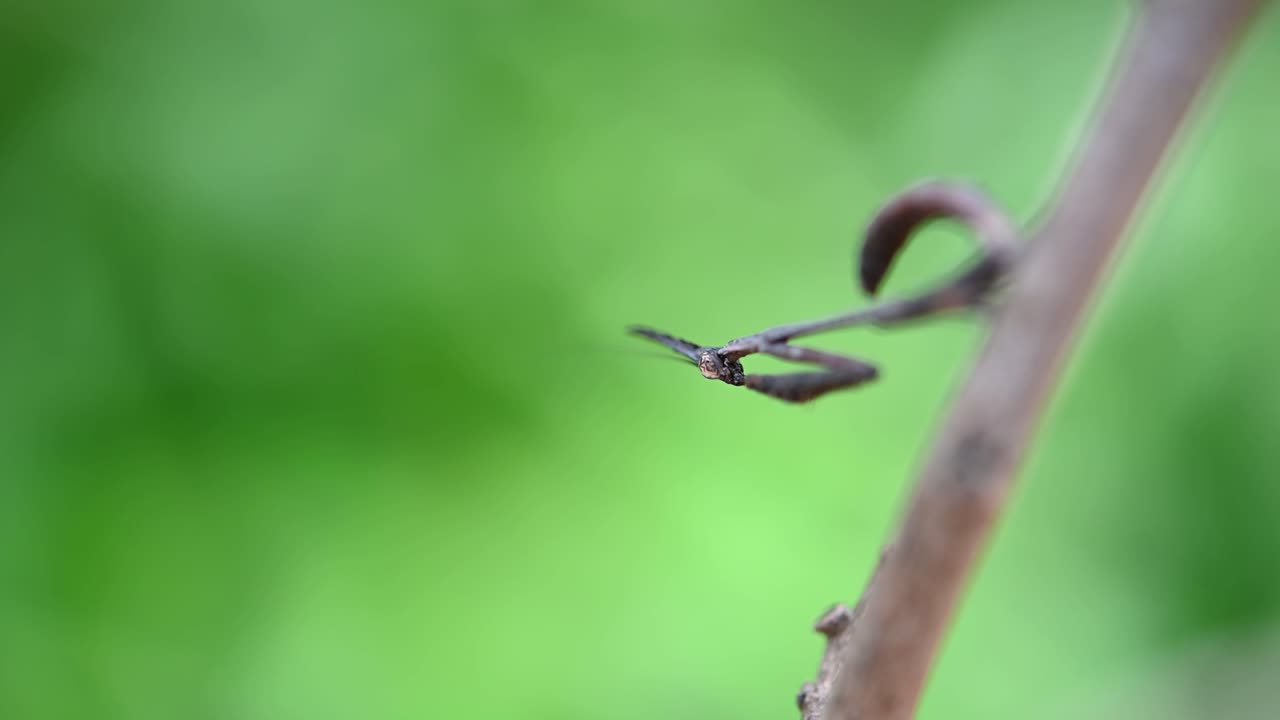매크로 영상에서 포착된 아주 작은 사마귀가 머리를 위로 움직이고 앞다리와 몸을 앞으로 흔들며 사마귀, phyllothelys sp