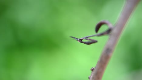 una mantis muy pequeña capturada en un metraje macro mientras mueve la cabeza hacia arriba, sacude las patas delanteras y el cuerpo hacia adelante, mantis religiosa, phyllothelys sp