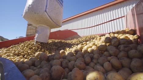 Potato-harvest,-Potatoes-on-conveyor-belt.