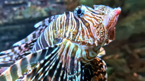 red lionfish - venomous coral reef fish under the sea