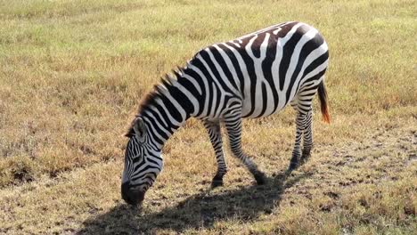 lonely zebra grazing from the dry ground on the savanna