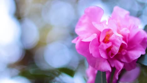 pink camellia flower blooming in natural setting