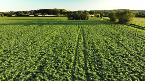 Aerial-of-a-green-agricultural-farmers-field-near-Glastonbury,-Somerset