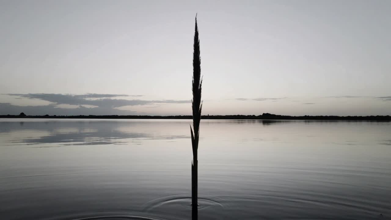 Rilasciando una lieve perturbazione, una canna crea increspature sulla superficie di un lago calmo con una riva bassa all'alba.