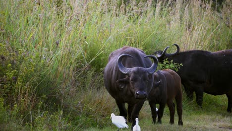 face-on shot of a family of buffalo walking next to a road with egrets beside