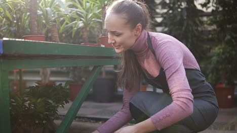 Young-happy-smiling-female-florist-with-ponytail-in-apron-is-arranging-pots-with-plants-on-the-shelf.-Lens-flare.-Slowmotion-shot