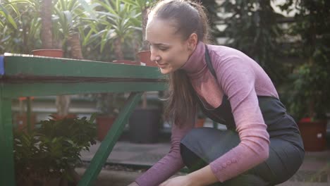 una joven florista feliz y sonriente con cola de caballo en un delantal está arreglando macetas con plantas en el estante. destello de la lente. disparo en cámara lenta