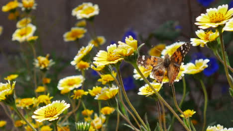 A-painted-lady-butterfly-with-a-damaged-or-injured-wing-flying-in-slow-motion-feeding-on-nectar-and-pollen-in-a-field-of-yellow-flowers