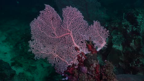 Small-pink-sea-fan-on-coral-rock-with-dark-coral-reef-in-background