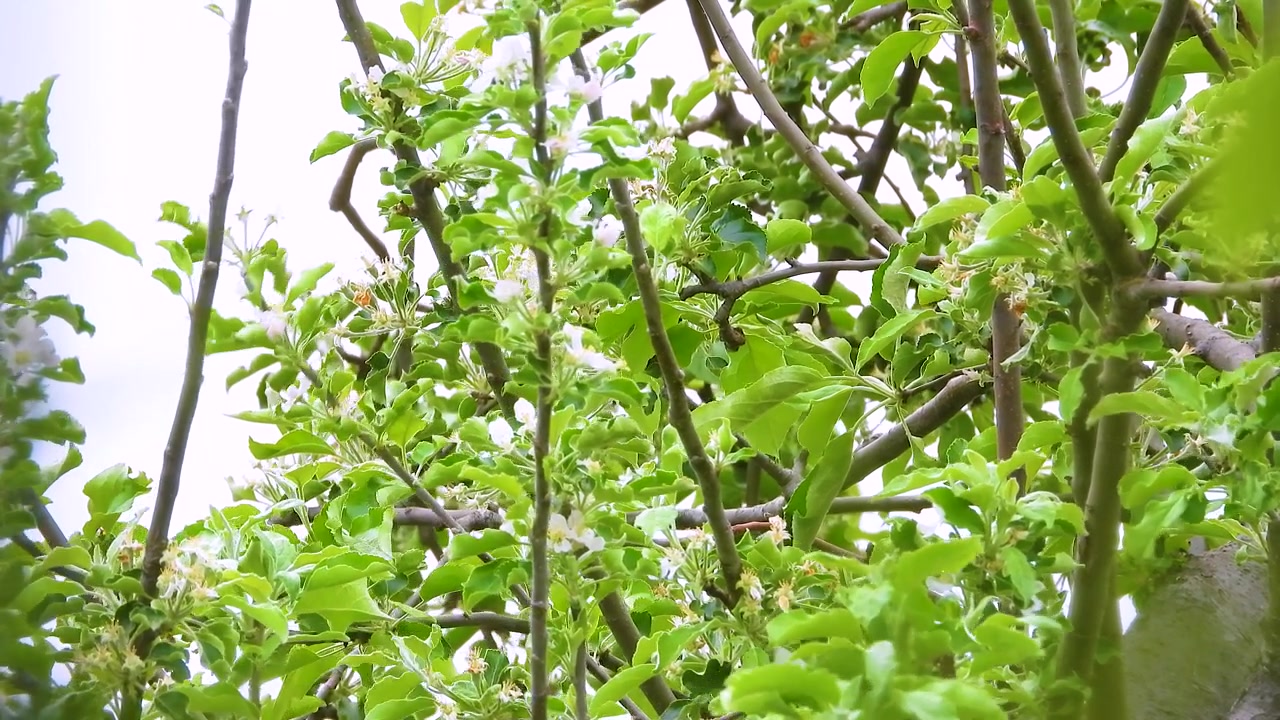 Bellissimi uccelli beccofrusone dei cedri si posano e volano via. Primo piano.