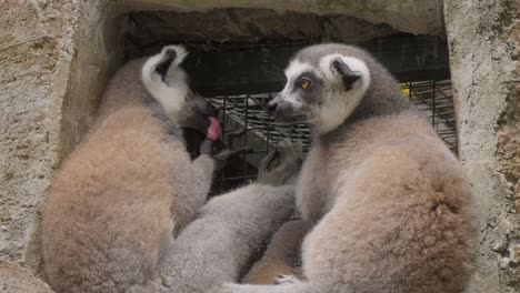 couple of ring-tailed lemur sleeping. close-up