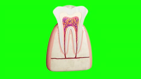 3d rendering motion graphic of healthy teeth anatomy isolated on the green screen background.