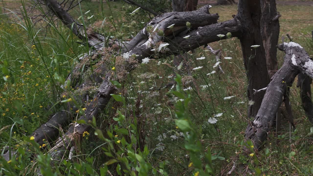 Experience the tranquil beauty of a rustic meadow, featuring a weathered fallen tree surrounded by vibrant wildflowers under soft natural lighting. A tranquil escape into nature
