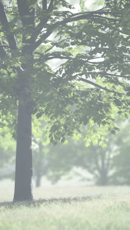 foggy forest with a tall tree in the foreground