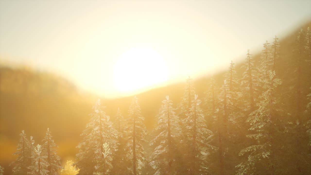 따뜻한  ⁇ 빛으로 해가 뜨면 소나무 숲