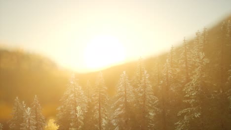 bosque de pinos al amanecer con cálidos rayos de sol