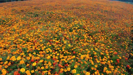 jib slowly going up to top shot of orange marigold flower garden nursery summer