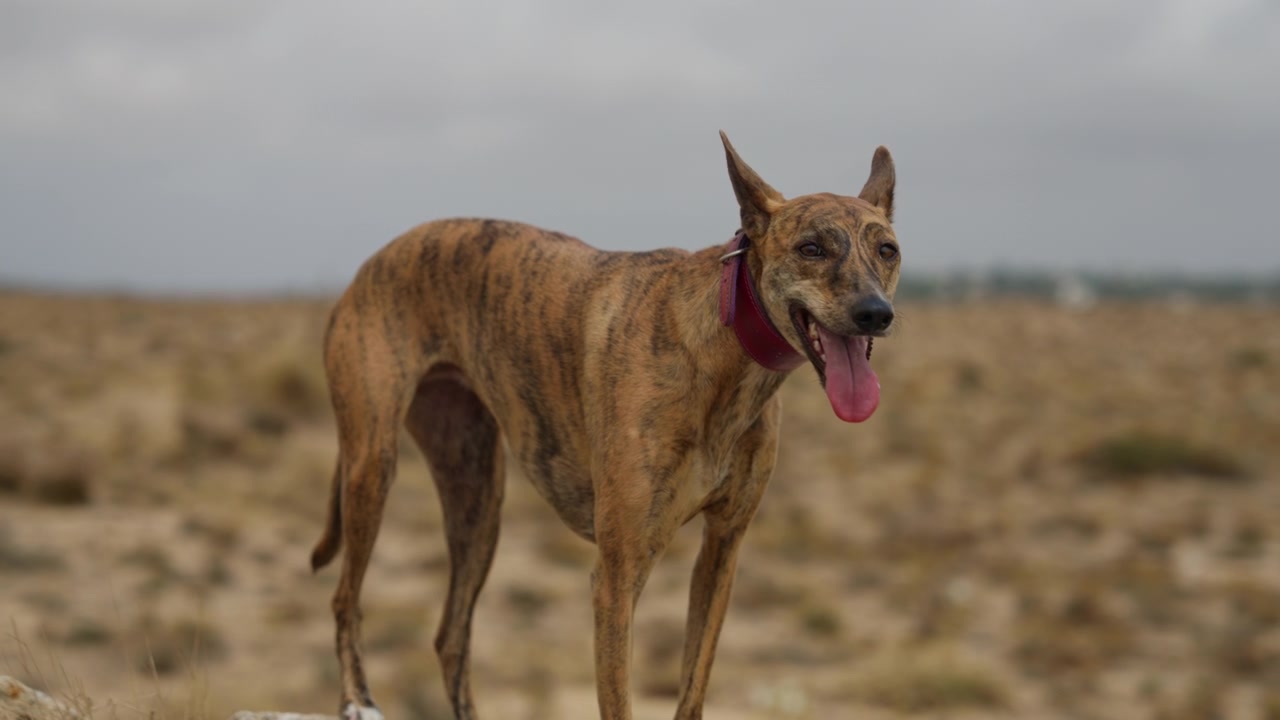 Um elegante cão Whippet desfrutando de um momento ao ar livre, exibindo sua natureza esguia e energética. Perfeito para temas de animais de estimação, animais e atividades ao ar livre.