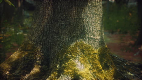 tree roots and sunshine in a green forest with moss