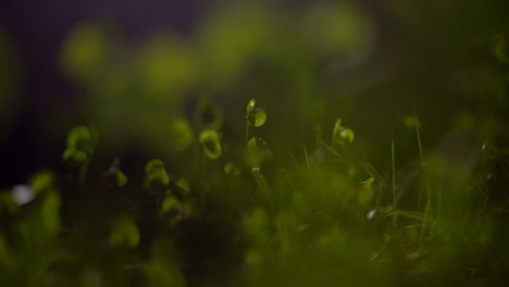 hierba macro tiro verde en el suelo primer plano