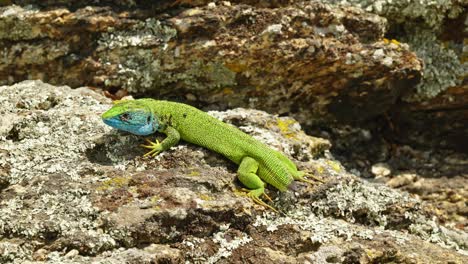 El-Superviviente-Sin-Cola:-El-Cuento-De-Un-Lagarto