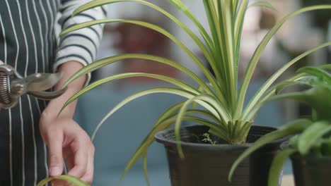 close up of woman's hands holding pruning shears and trimming plants at home