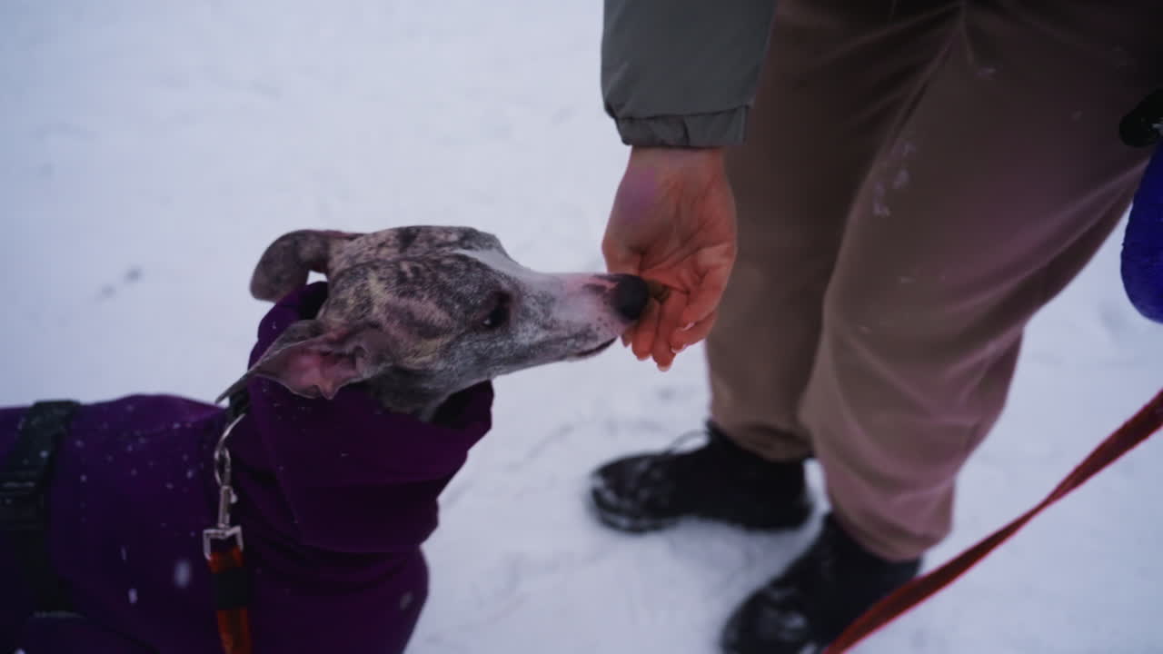 Dog in purple coat looks up at person holding toy ring in snowy outdoor setting, expressing anticipation and affection during winter walk, showcasing loyal bond, playfulness, in cold weather