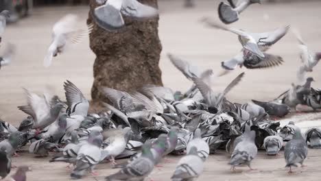 Bandada-De-Palomas-Tratando-De-Comer-En-La-Calle-Urbana,-Vista-Lenta