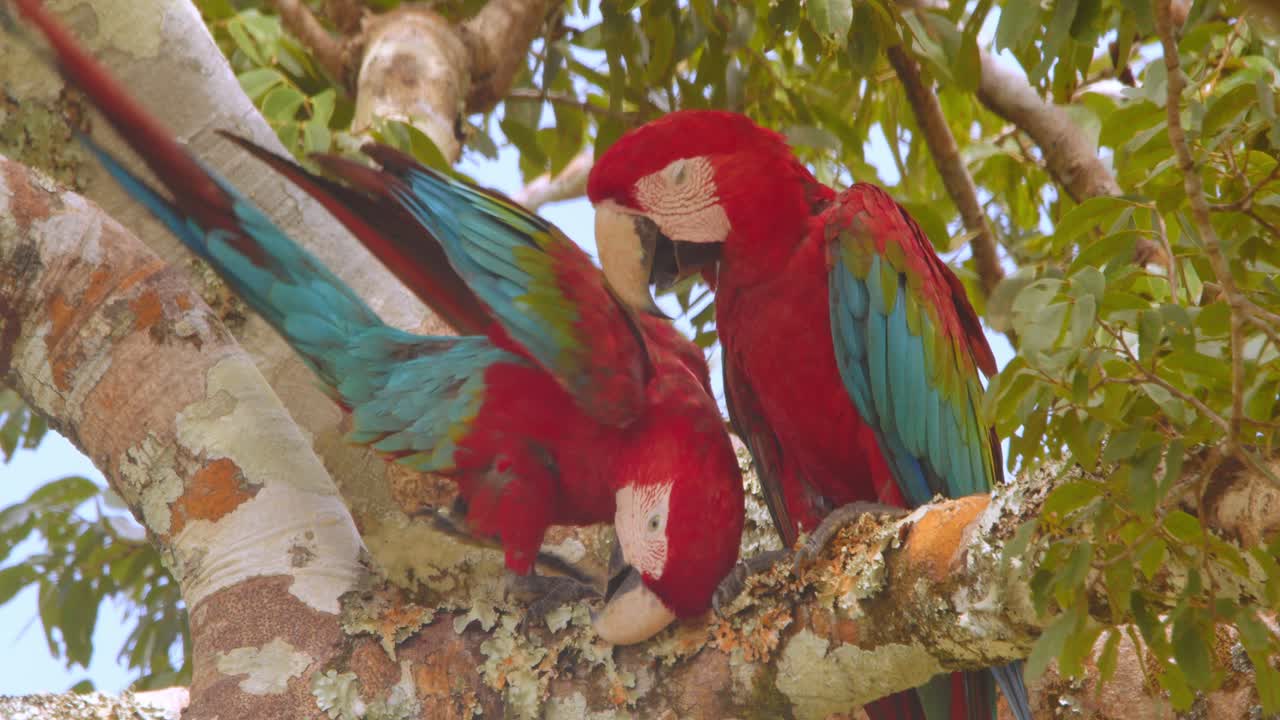 Close-up of green-winged macaws in courtship, preening and bonding in Peru’s lush Amazon jungle.