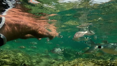 Underwater-subjective-view-of-man-legs-floating-in-sea-water-multitude-of-fish-swimming-around-in-background-at-Lavezzi-island-in-Corsica,-France