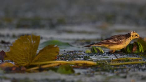 yellow wagtail in pond in morning