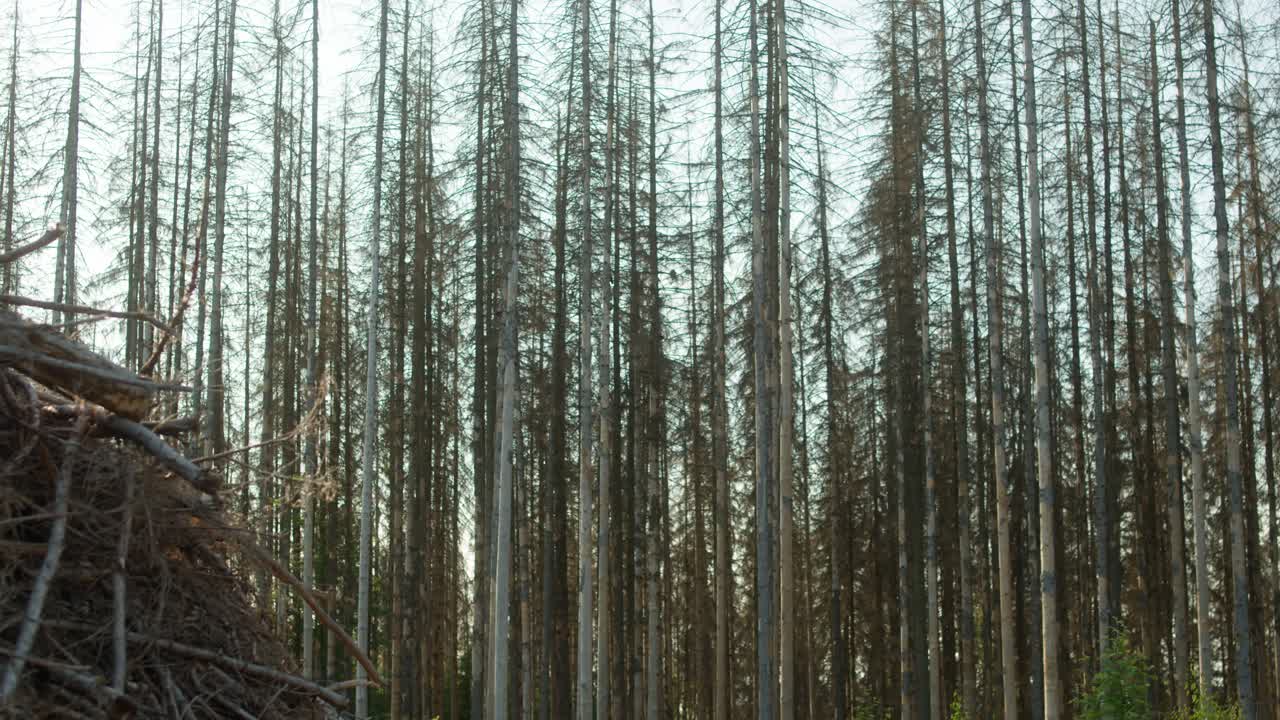 체코 시골 에서  ⁇ 질  ⁇ 정벌레 가 공격 한 죽은 손상 된 건조 한 나무 숲, 전면 에 있는 가지 들 의  ⁇ 어리