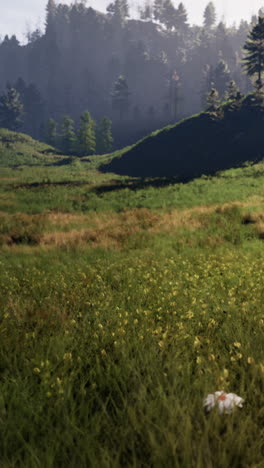 tranquil field in a foggy forest